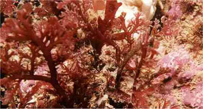 Chemical in local red algae could enhance sperm motility: Lankan chemical biologist